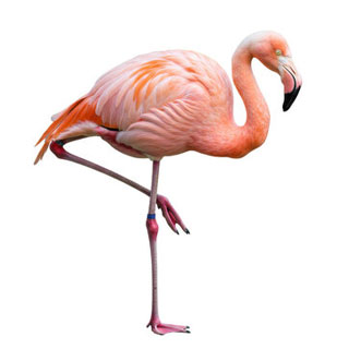 flamingo